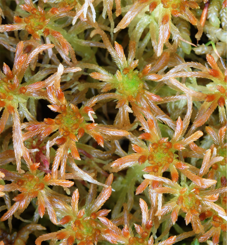 Sphagnum isoviitae